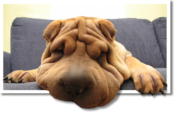 Marjee, la maîtresse de Joe le Shar-Peï